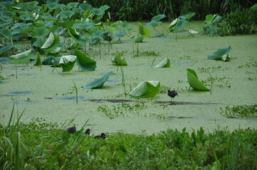 Birds in green water lily of Old Horseshoe Lake, Brazos Bend State Park, Needville, Texas