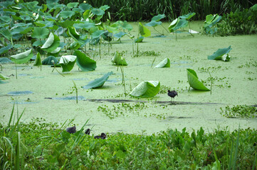 Birds in green water lily on the water surface of Old Horseshoe Lake, Brazos Bend State Park, Needville, Texas