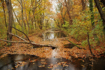 autumn in the forest