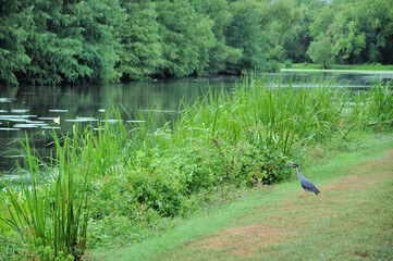 Gray heron, Brazos Bend State Park