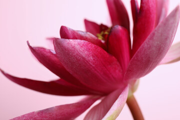 Beautiful blooming lotus flower on light pink background, closeup