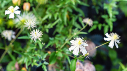 White flower Clematis recta in the garden.