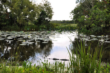 Swamp landscape with Alligator, Brazos Bend State Park, Needville, Texas