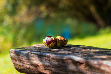 Chestnuts in green wrapping and without wrapping on a wooden bench. The photo has a nice bokeh in the setting sun.