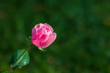 Pink tea rose on a green background