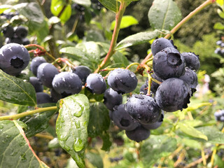 Blueberry on the bushes after the board