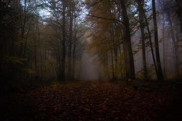 Mystic Wood Mystischwer Herbstwald mit Nebel forest in Fog Wald im Nebel