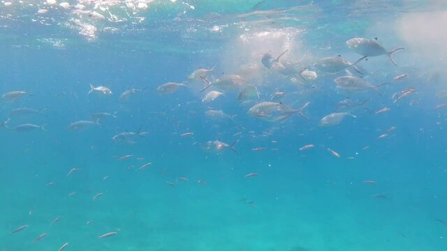 School of fish with sunlight through surface underwater in the Mediterranean sea, sea breams Sarpa salpa, Sicily, Trapani, Italy