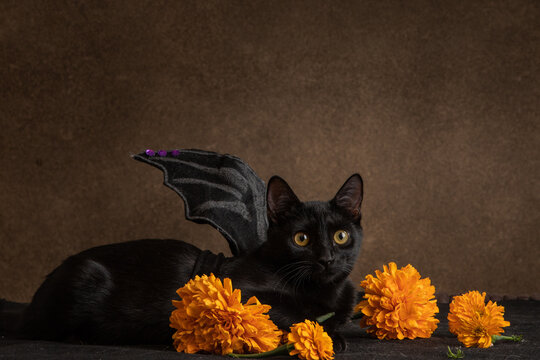 Gato negro con alas