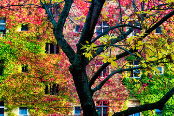 apartment building with colorful overgrown leaves in autumn