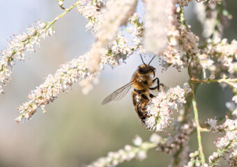 Bee eating pollen of flower in the field, bee on white flower.. bee background. details in nature. beautiful insect