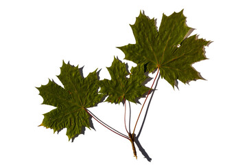Close up macro view of gorgeous green maple leaves isolated on white background. Autumn concept. 