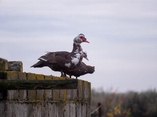 Domestic ducks flew to roof of barn and prepare to travel