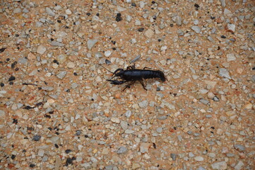 Small cancer, Brazos Bend State Park, Texas
