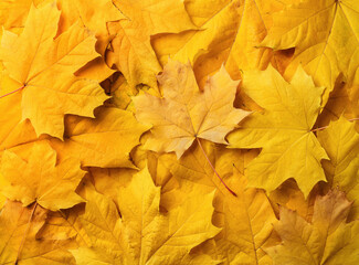 yellow maple leaves background