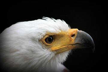 Gros plan sur une tête d'aigle sur fond noir