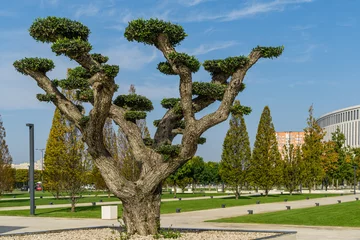 Schilderijen op glas Beautiful bonsai olive tree (Olea europaea) in city park Krasnodar. Public landscape 'Galitsky park' for relaxation and walking. Krasnodar, Russia - October 27, 2020 © MarinoDenisenko