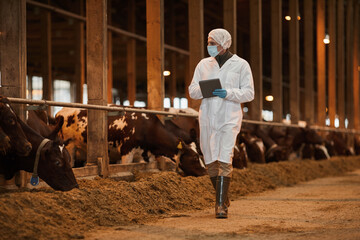 Full length portrait of mature veterinarian wearing mask while inspecting cows and livestock at...