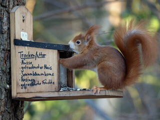 Eichh&ouml;rnchen (Sciurus vulgaris) an Futterstation mit Trockenfutter