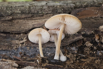 Pluteus boudieri semibulbosus inquilinus small mushrooms of brown color and pink cream blades...