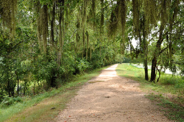 Brazos Bend State Park, Needville, Texas, a patch view with a spanish moss hanging from the trees
