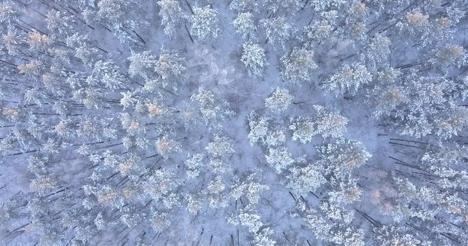 Flying over beautiful winter forest covered by snow