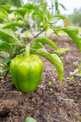 Green delicious sweet pepper grows in the garden in the summer