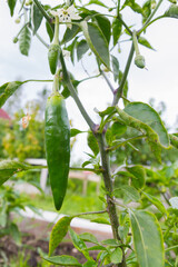 Green delicious sweet pepper grows in the garden in the summer