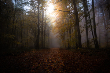 Mystic Wood Mystischwer Herbstwald mit Nebel forest in Fog Wald im Nebel mit gegenlich 