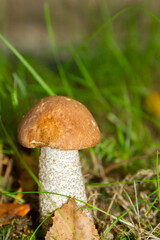White mushroom in the forest grows on the grass