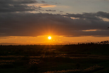 Road with dark reeds in autumn