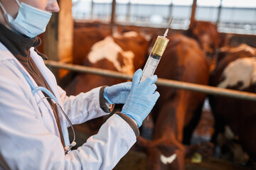 Close up of unrecognizable veterinarian holding big syringe witjh medicine while vaccinating cows...