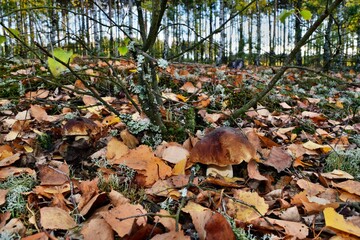 Boletus edulis edible mushroom