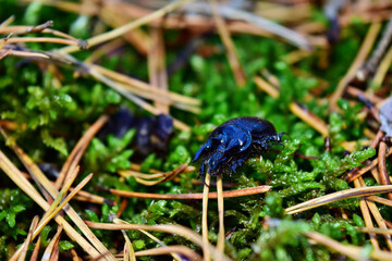 Blue-black beetle anoplotrupes stercorosus