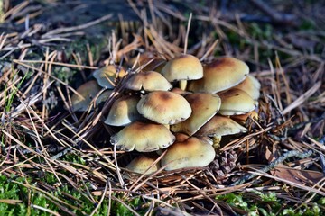 Hypholoma mushrooma are growing