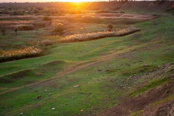 Road with dark reeds in autumn