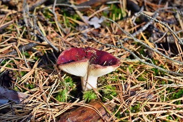 Red mushroom russula