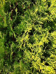 Green thuja in the sun