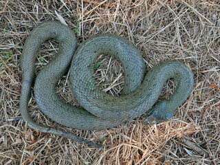 closeup photography of a snake, Natrix astreptophora, barred grass snake, picture taken in Garraf...