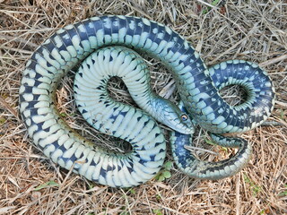 closeup photography of a snake playing dead, feigning death, Natrix astreptophora (barred grass...