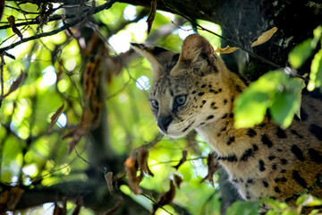Portrait du serval aux aguets dans les arbres