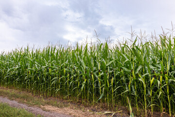 Obraz premium corn field with cobs in the summer