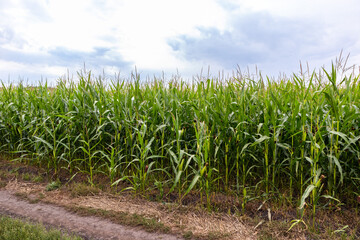 Obraz premium corn field in the summer with sky and rural road