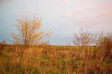Fototapeta premium Road with dark reeds in autumn