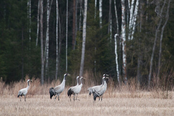 Obraz na płótnie Canvas A group of Common cranes, Grus grus on a field during springtime in Estonia, Northern Europe. 