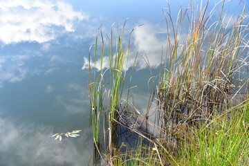 grass and sky