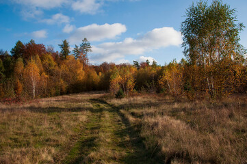 Fototapeta na wymiar autumn forest in the autumn