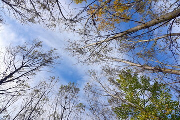 trees in the sky