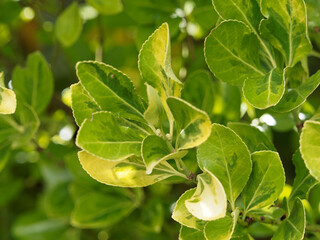 Fortune's spindle - Euonymus fortunei 'Emerald 'n Gold' with colorfully attractive leaves with fine serrated margins