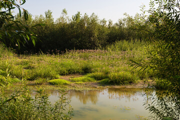 Coast with flowers by a wild lake